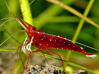 /images/product_images/info_images/shrimp/krevetka-kardinal---sulawesi-shrimp-cardinal_2.jpg