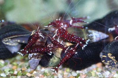 /images/product_images/info_images/shrimp/krevetka-kardinal---sulawesi-shrimp-cardinal_3.jpg