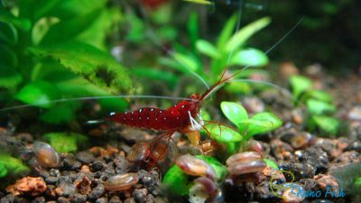 /images/product_images/info_images/shrimp/krevetka-kardinal---sulawesi-shrimp-cardinal_4.jpg
