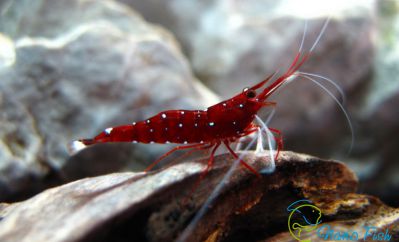 /images/product_images/info_images/shrimp/krevetka-kardinal---sulawesi-shrimp-cardinal_5.jpg