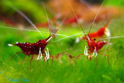 /images/product_images/info_images/shrimp/krevetka-kardinal---sulawesi-shrimp-cardinal_6.jpg