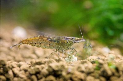 /images/product_images/info_images/shrimp/krevetka-neokaridina---neocaridina-heteropoda_2.jpg