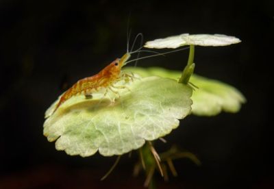 /images/product_images/info_images/shrimp/krevetka-neokaridina---neocaridina-heteropoda_4.jpg