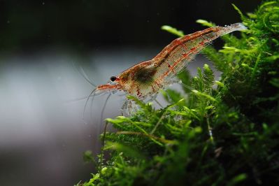 /images/product_images/info_images/shrimp/krevetka-neokaridina---neocaridina-heteropoda_5.jpg