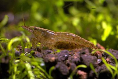 /images/product_images/info_images/shrimp/krevetka-neokaridina---neocaridina-heteropoda_6.jpg