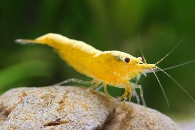 Креветка Неоновая Желтая Yellow neon Neocaridina