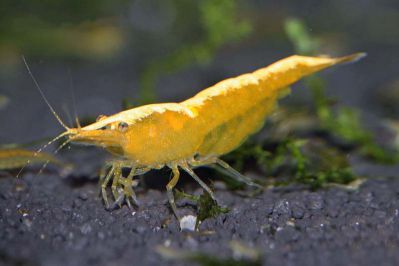 /images/product_images/info_images/shrimp/krevetka-neonovaja-zheltaja-yellow-neon-neocaridina_1.jpg