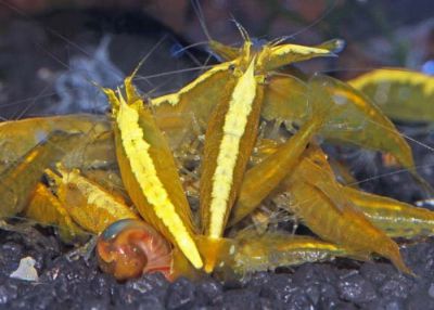 /images/product_images/info_images/shrimp/krevetka-neonovaja-zheltaja-yellow-neon-neocaridina_2.jpg