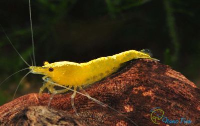 /images/product_images/info_images/shrimp/krevetka-neonovaja-zheltaja-yellow-neon-neocaridina_3.jpg