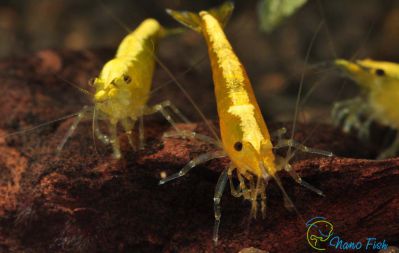 /images/product_images/info_images/shrimp/krevetka-neonovaja-zheltaja-yellow-neon-neocaridina_4.jpg