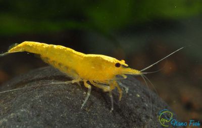 /images/product_images/info_images/shrimp/krevetka-neonovaja-zheltaja-yellow-neon-neocaridina_5.jpg