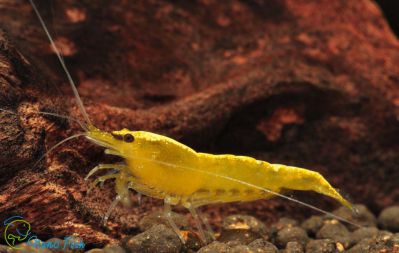 /images/product_images/info_images/shrimp/krevetka-neonovaja-zheltaja-yellow-neon-neocaridina_6.jpg