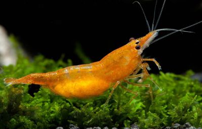 /images/product_images/info_images/shrimp/krevetka-oranzhevaja-sakura---orange-sakura_1.jpg