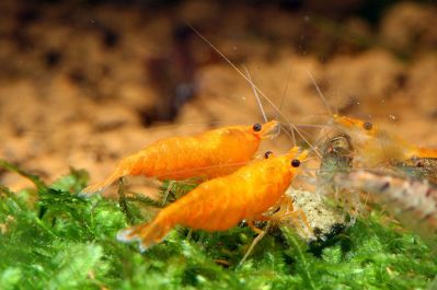 /images/product_images/info_images/shrimp/krevetka-oranzhevaja-sakura---orange-sakura_2.jpg