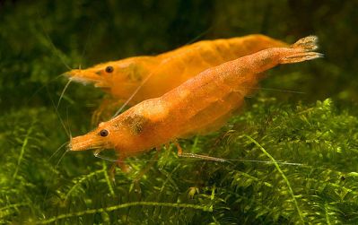 /images/product_images/info_images/shrimp/krevetka-oranzhevaja-sakura---orange-sakura_3.jpg