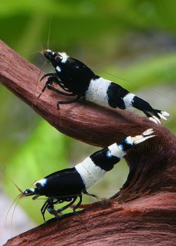 Креветка Панда черная - Panda Shrimp
