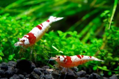 /images/product_images/info_images/shrimp/krevetka-red-crystal-class-ss_1.jpg