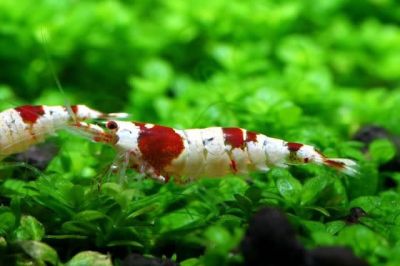 /images/product_images/info_images/shrimp/krevetka-red-crystal-class-ss_2.jpg