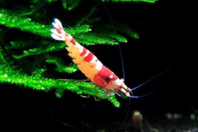 /images/product_images/info_images/shrimp/krevetka-red-crystal-class-ss_3.jpg