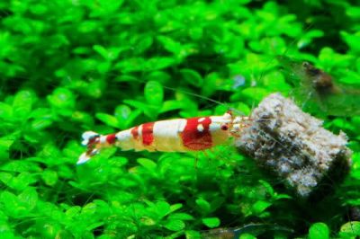 /images/product_images/info_images/shrimp/krevetka-red-crystal-class-ss_4.jpg