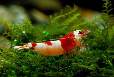 /images/product_images/info_images/shrimp/krevetka-red-crystal-class-ss_5.jpg