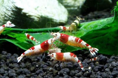 /images/product_images/info_images/shrimp/krevetka-red-crystal-class-ss_6.jpg