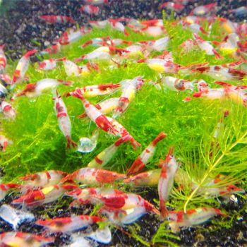 /images/product_images/info_images/shrimp/krevetka-rili-red-neocaridina-red-rili_1.jpg