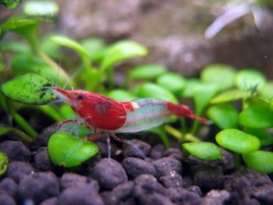 /images/product_images/info_images/shrimp/krevetka-rili-red-neocaridina-red-rili_2.jpg