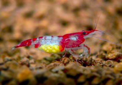 /images/product_images/info_images/shrimp/krevetka-rili-red-neocaridina-red-rili_3.jpg