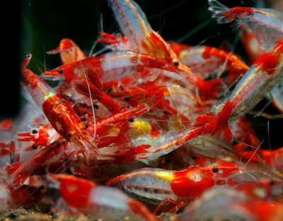 /images/product_images/info_images/shrimp/krevetka-rili-red-neocaridina-red-rili_4.jpg