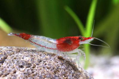 /images/product_images/info_images/shrimp/krevetka-rili-red-neocaridina-red-rili_5.jpg