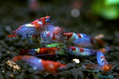 /images/product_images/info_images/shrimp/krevetka-rili-red-neocaridina-red-rili_6.jpg