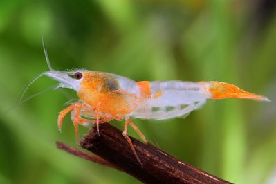 Креветка Рилли Оранж - Orange rili shrimp