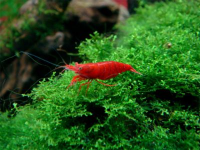 /images/product_images/info_images/shrimp/krevetka-sakura-sakura_4.jpg