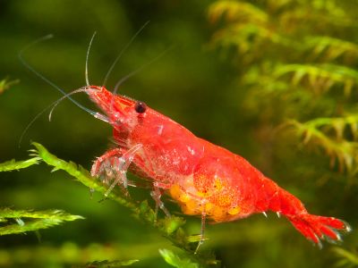 /images/product_images/info_images/shrimp/krevetka-sakura-sakura_6.jpg