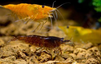 /images/product_images/info_images/shrimp/krevetka-shokoladnaja---chocolate-neocaridina_1.jpg