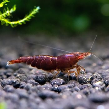 /images/product_images/info_images/shrimp/krevetka-shokoladnaja---chocolate-neocaridina_2.jpg