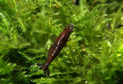 /images/product_images/info_images/shrimp/krevetka-shokoladnaja---chocolate-neocaridina_3.jpg