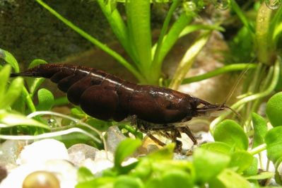 /images/product_images/info_images/shrimp/krevetka-shokoladnaja---chocolate-neocaridina_5.jpg