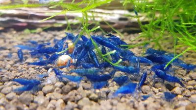 /images/product_images/info_images/shrimp/krevetka-sinjaja-mechta---blue-dream_1.jpg
