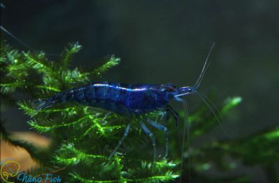 /images/product_images/info_images/shrimp/krevetka-sinjaja-mechta---blue-dream_2.jpg