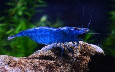 /images/product_images/info_images/shrimp/krevetka-sinjaja-mechta---blue-dream_3.jpg