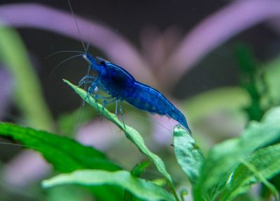 /images/product_images/info_images/shrimp/krevetka-sinjaja-mechta---blue-dream_4.jpg