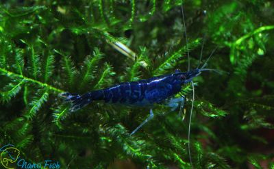 /images/product_images/info_images/shrimp/krevetka-sinjaja-mechta---blue-dream_5.jpg