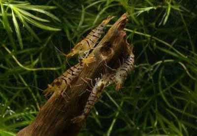 /images/product_images/info_images/shrimp/krevetka-tigr-shrimp-tiger_6.jpg