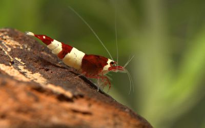 /images/product_images/info_images/shrimp/krevetka-wine-red---wine-red-bee-shrimp_1.jpg