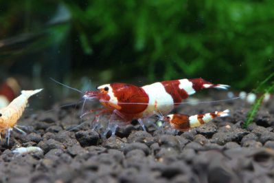 /images/product_images/info_images/shrimp/krevetka-wine-red---wine-red-bee-shrimp_3.jpg