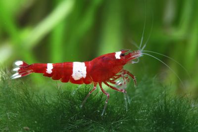 /images/product_images/info_images/shrimp/krevetka-wine-red---wine-red-bee-shrimp_4.jpg