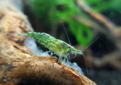 /images/product_images/info_images/shrimp/krevetka-zelenyj-nephrit---green-jade-neocaridina_1.jpg