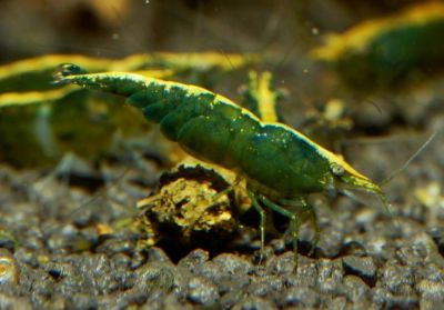 /images/product_images/info_images/shrimp/krevetka-zelenyj-nephrit---green-jade-neocaridina_2.jpg